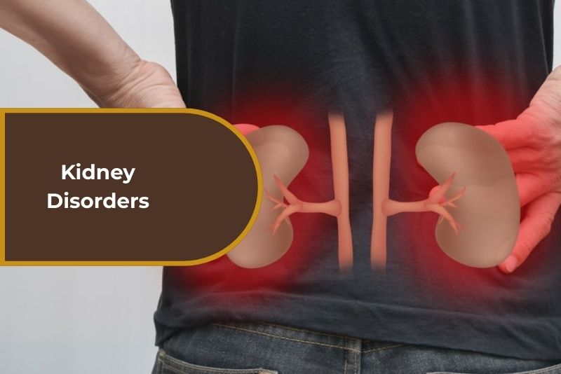 kidney